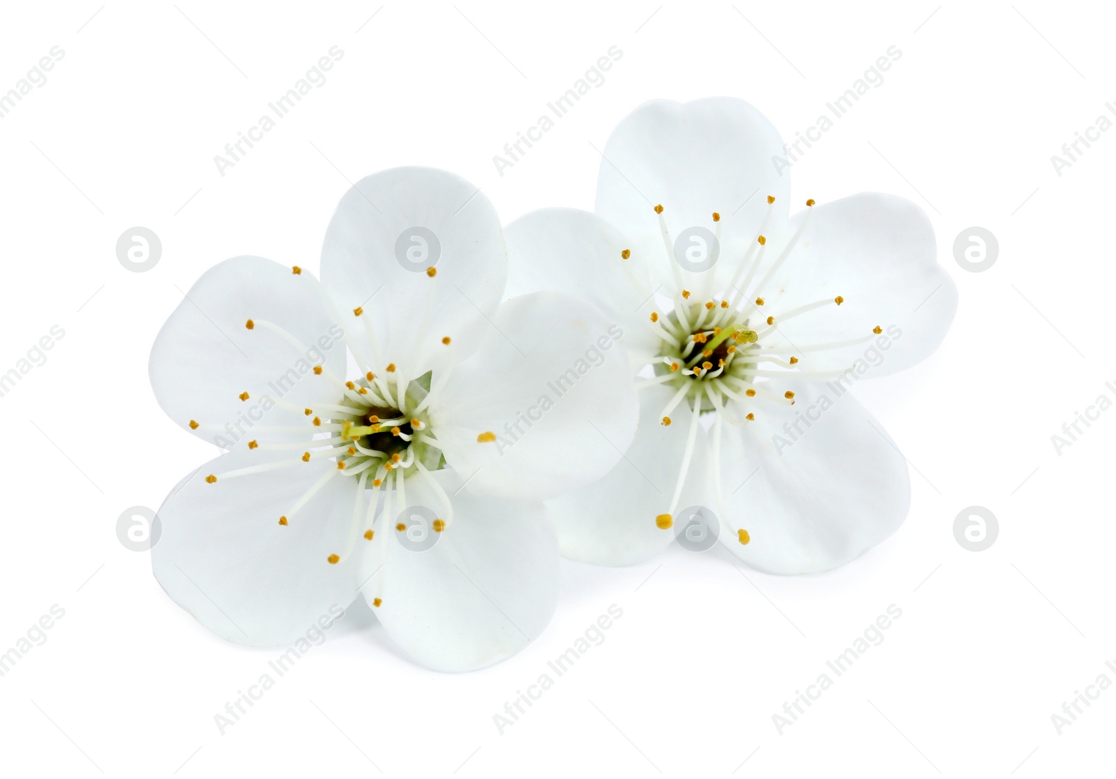 Photo of Beautiful flowers of blooming spring tree on white background