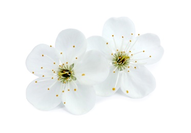 Beautiful flowers of blooming spring tree on white background