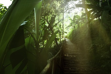 Wooden pathway and lush green plants growing outside