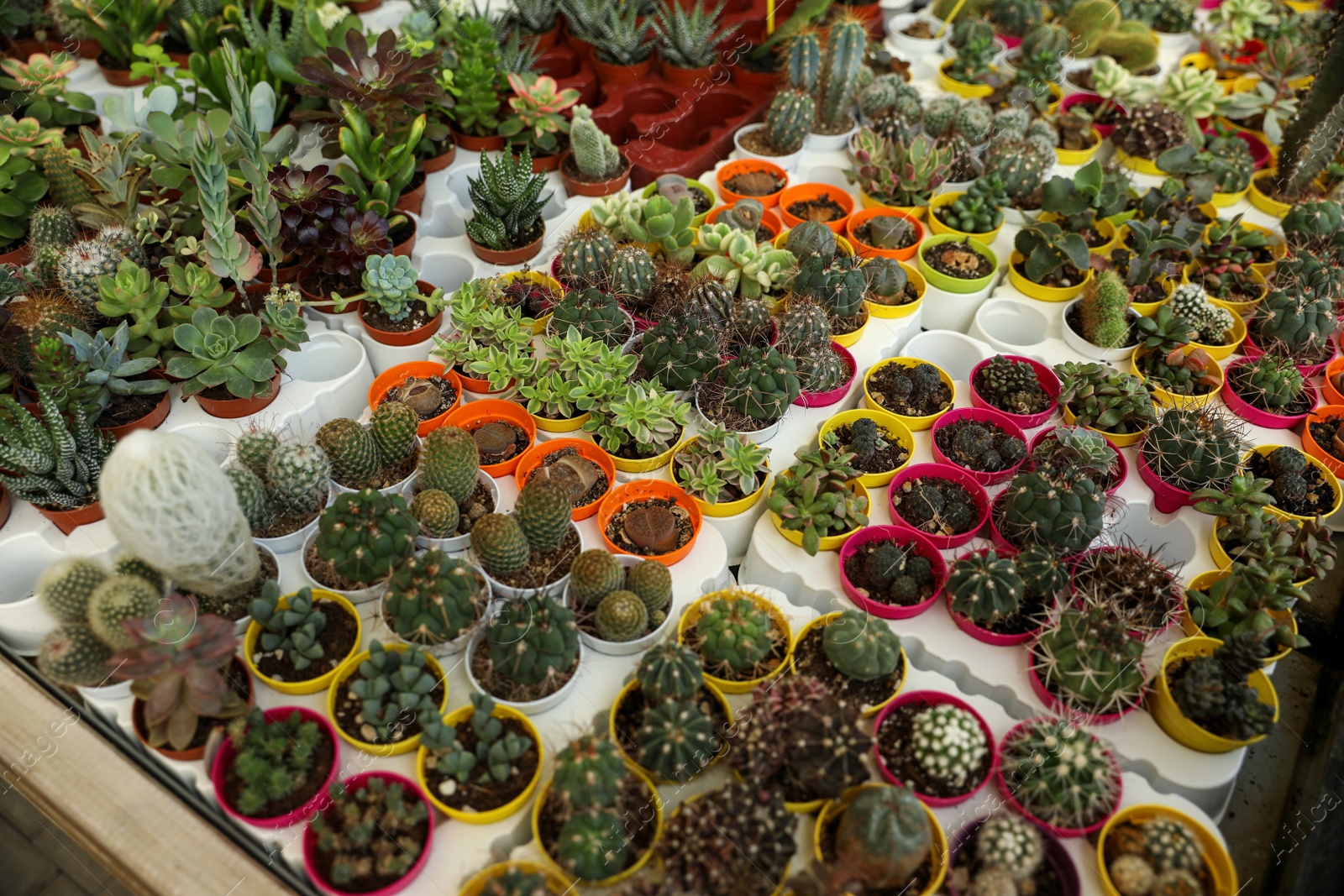 Photo of Many different cacti and succulent plants on table