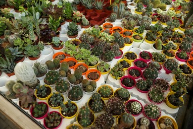 Photo of Many different cacti and succulent plants on table