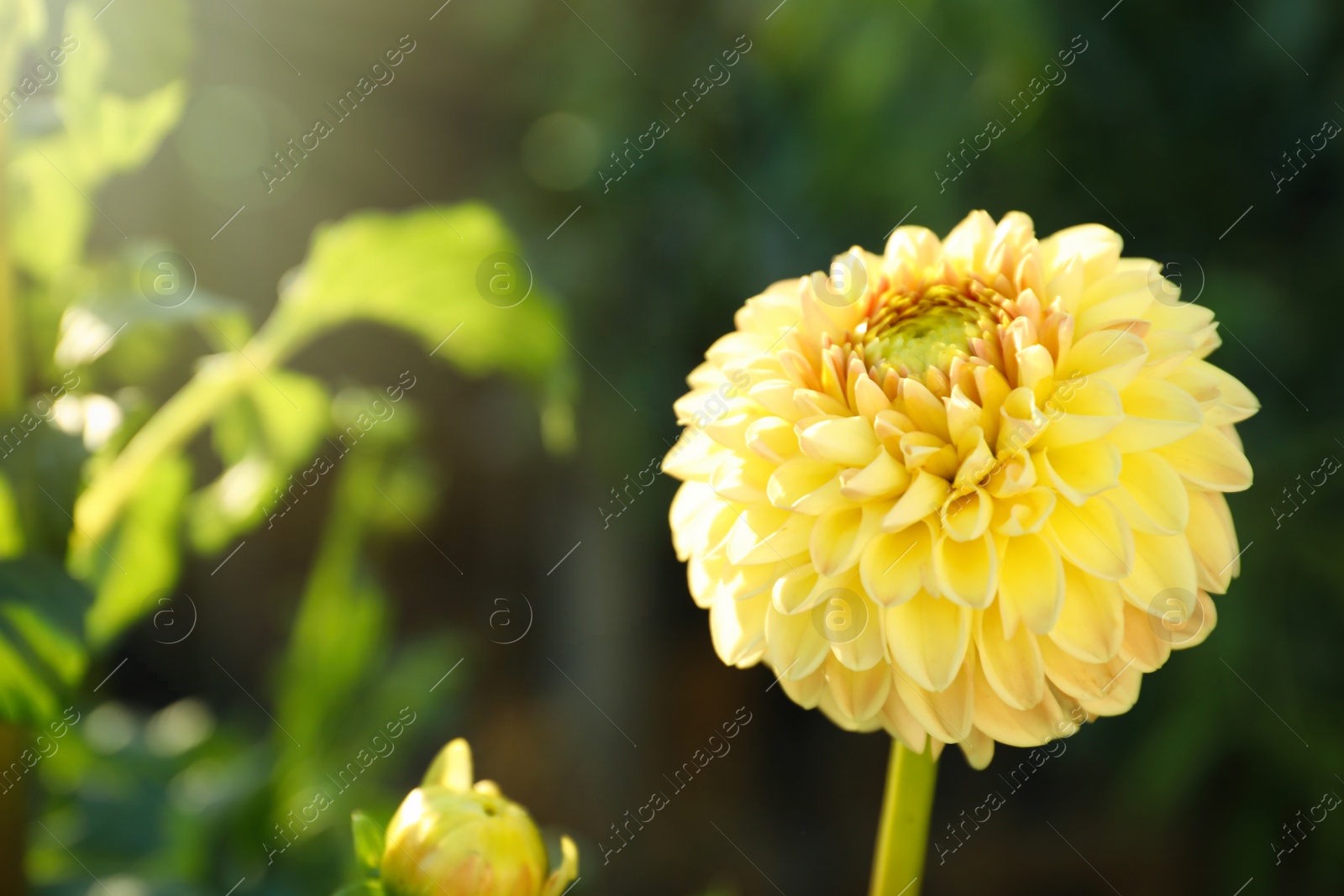 Photo of Beautiful blooming yellow dahlia flower outdoors on sunny day