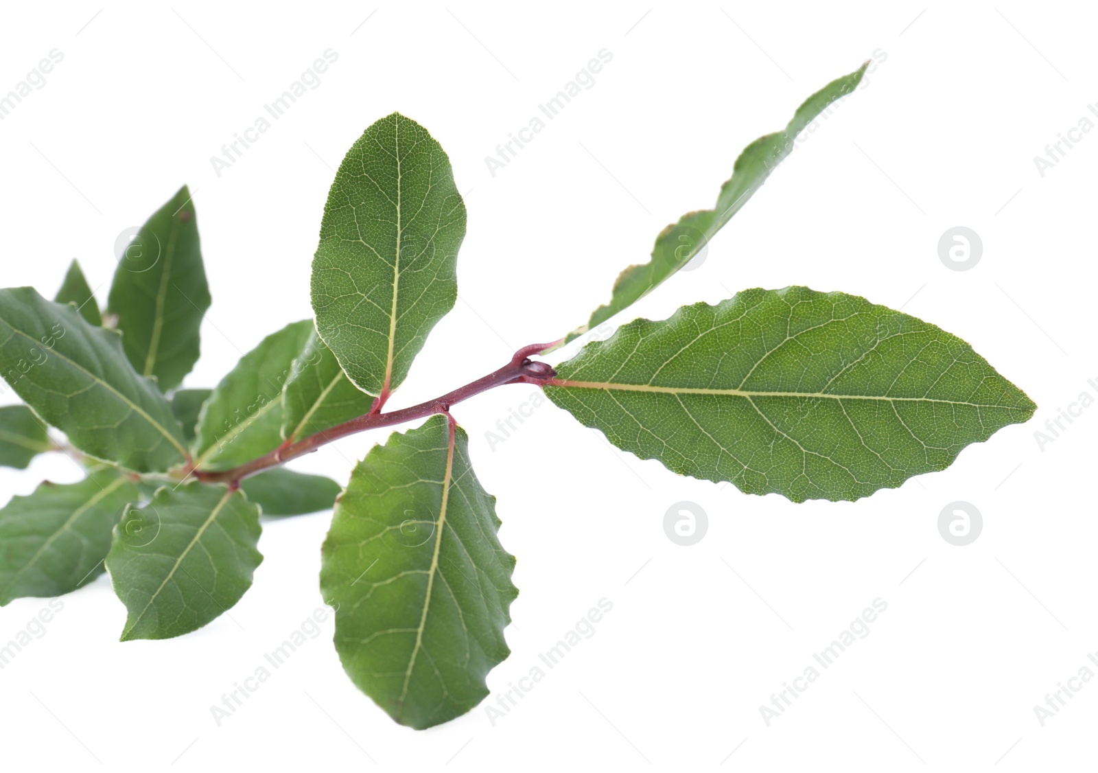 Photo of Branch with bay leaves isolated on white, closeup