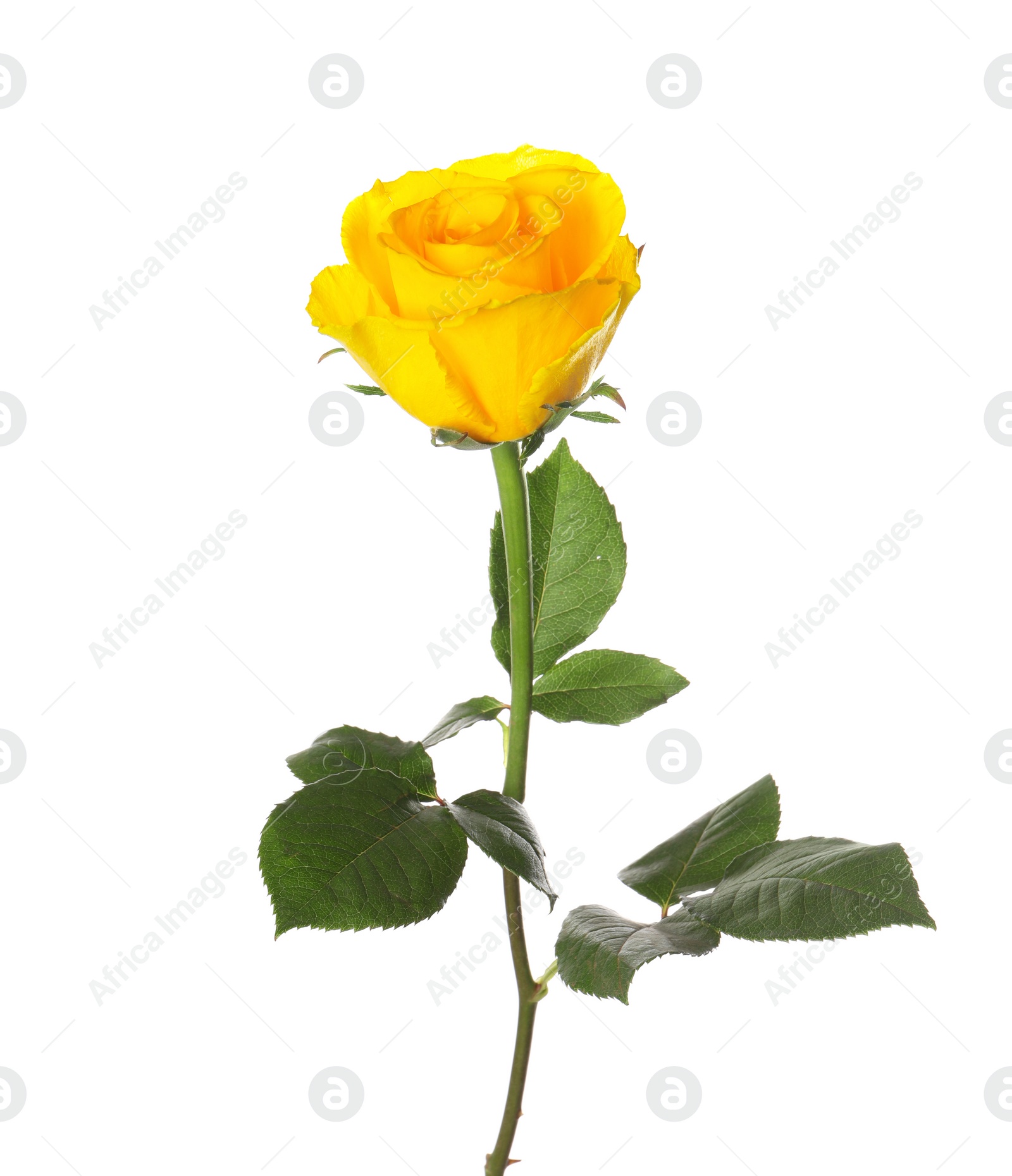 Photo of One beautiful yellow rose isolated on white