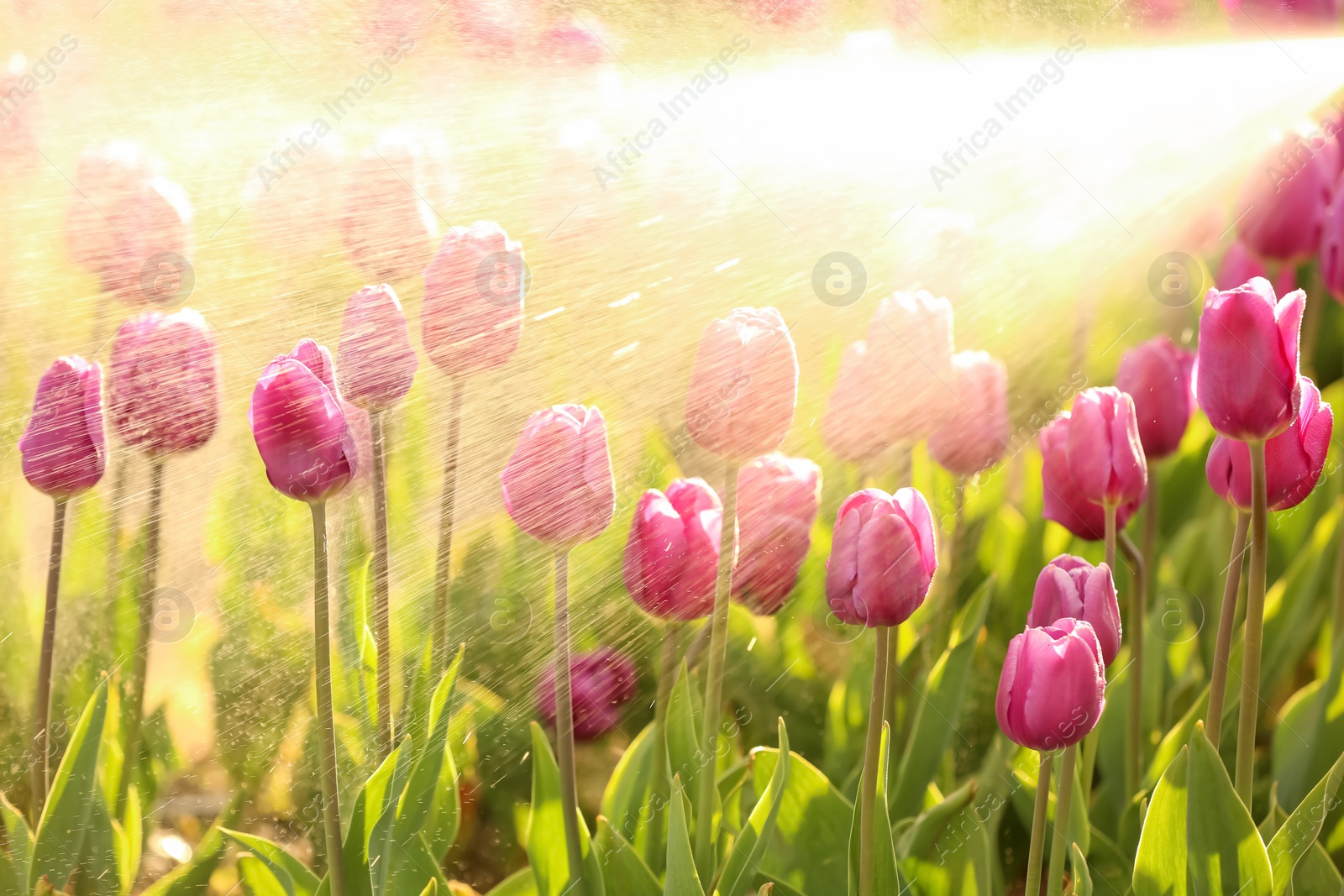 Photo of Sprinkling blossoming tulips with water on sunny spring day