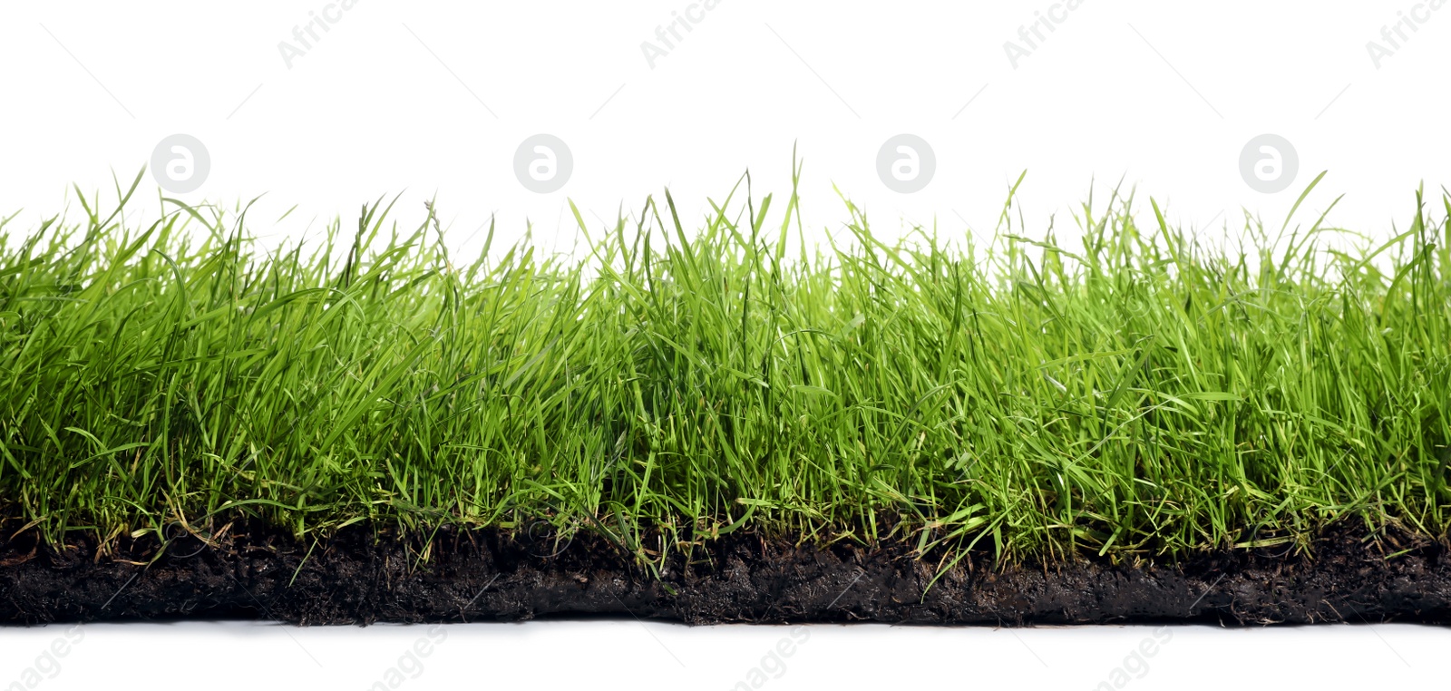 Photo of Soil with lush green grass on white background