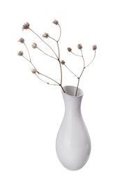 Beautiful plant in ceramic vase on white background