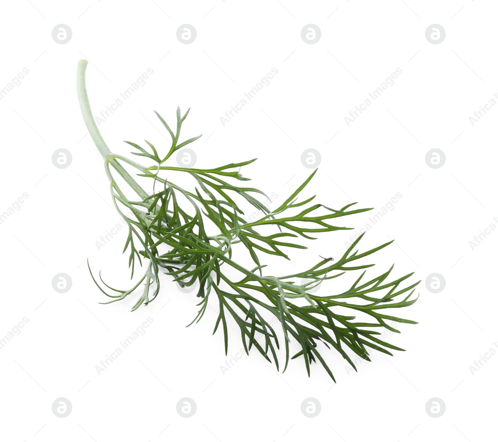 Photo of Sprig of fresh dill isolated on white