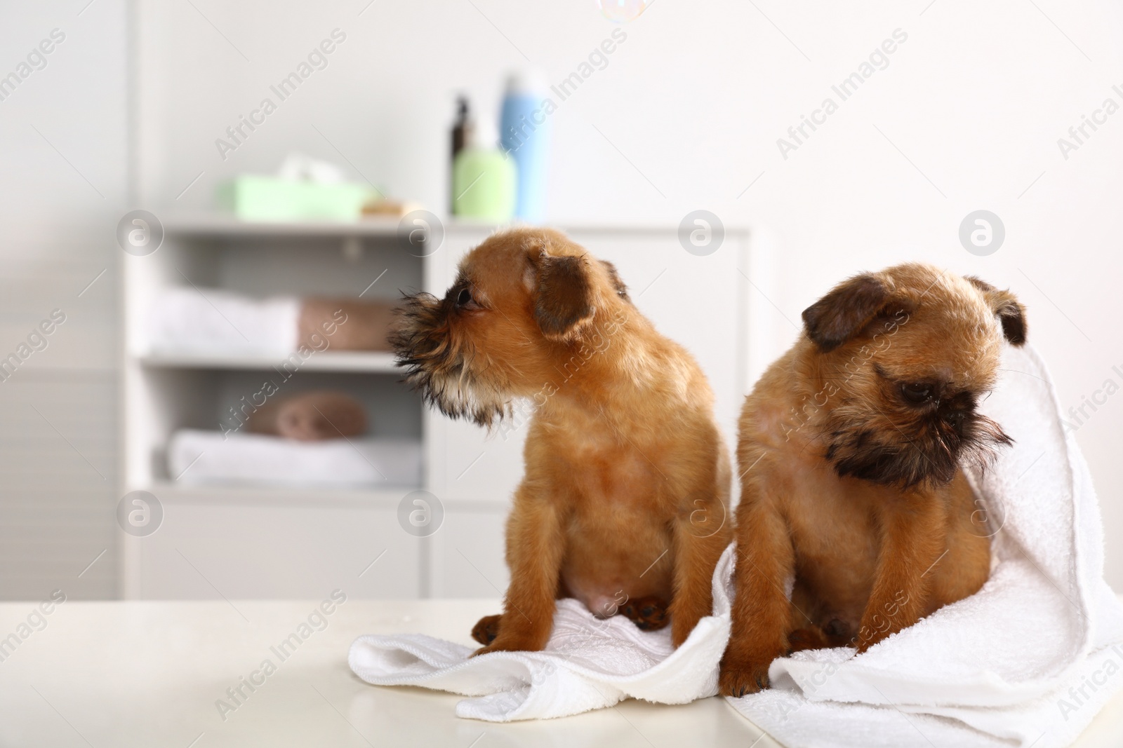 Photo of Studio portrait of funny Brussels Griffon dogs with towel in bathroom