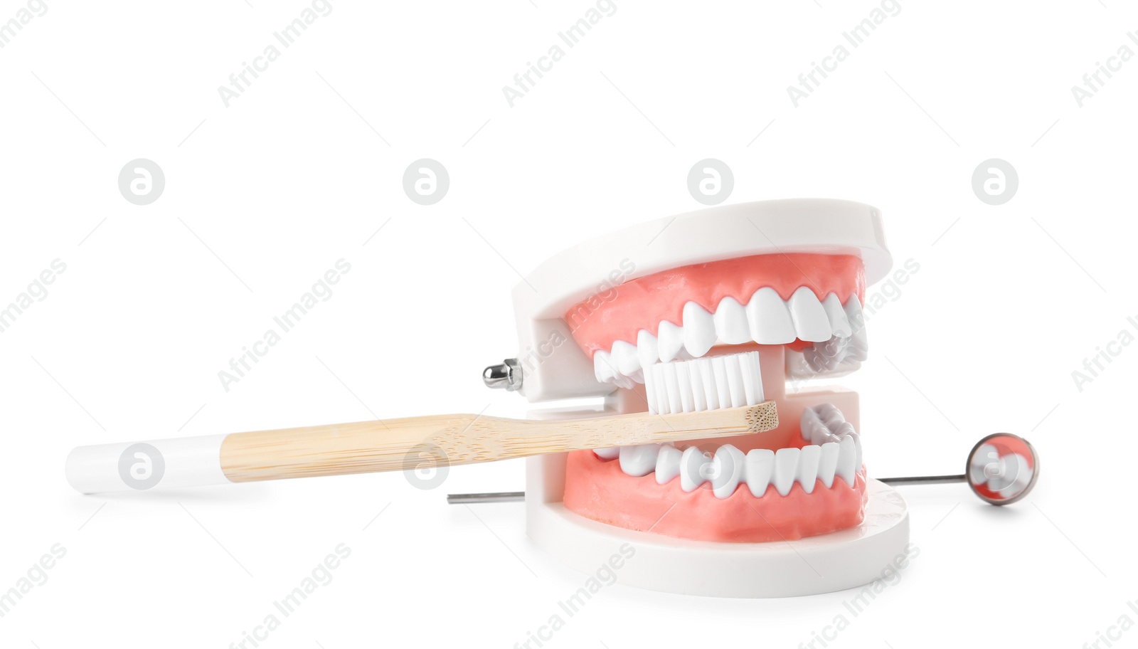 Photo of Educational model of oral cavity with teeth, brush and mouth mirror on white background