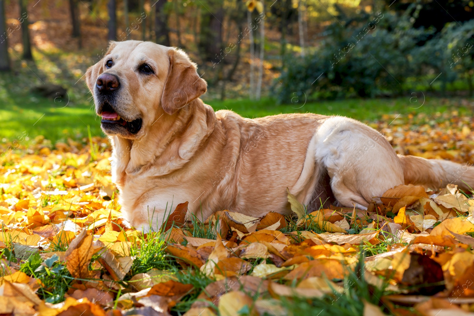 Photo of Cute Labrador Retriever dog on fallen leaves in sunny autumn park