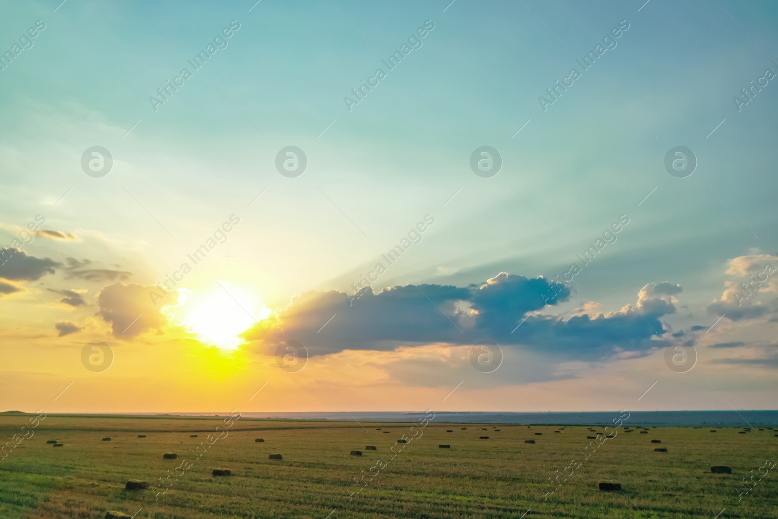 Photo of Green mowed field with hay blocks outdoors on sunny day. Agricultural industry