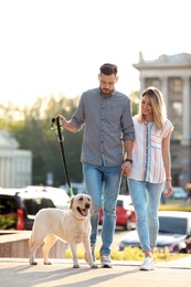 Owners walking their yellow labrador retriever outdoors