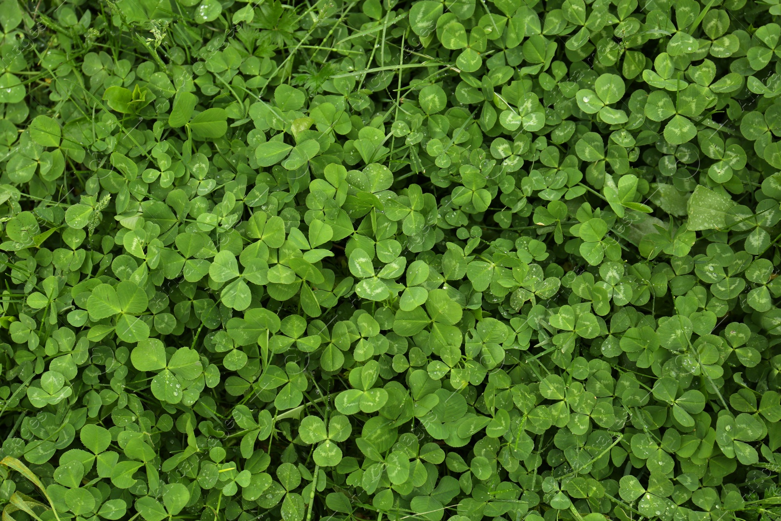 Photo of Beautiful green clover leaves and grass with water drops, top view