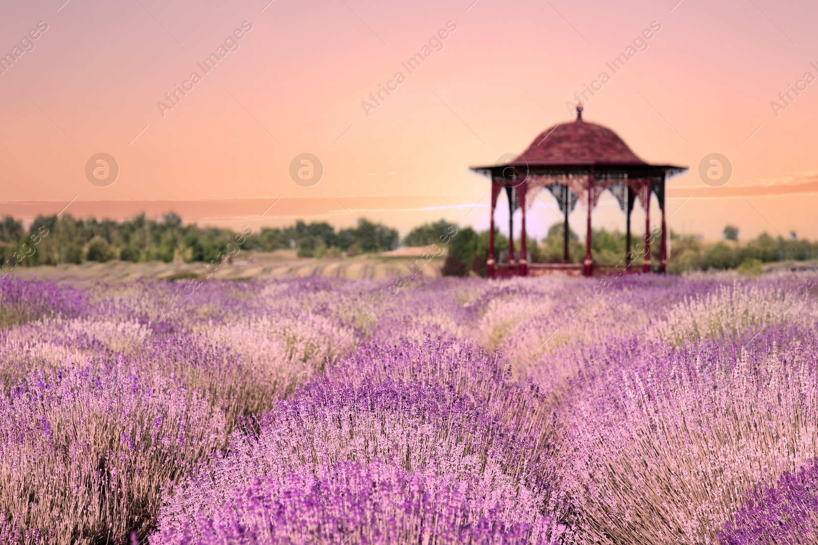 Image of Beautiful gazebo among blooming lavender meadow at sunset