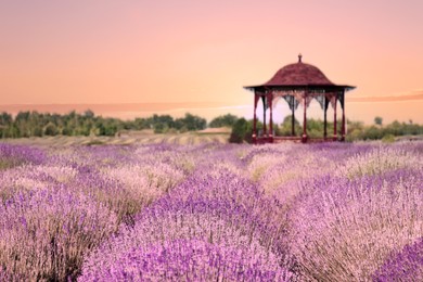 Beautiful gazebo among blooming lavender meadow at sunset