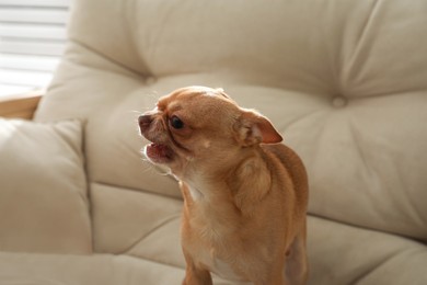 Photo of Aggressive small Chihuahua dog on sofa indoors