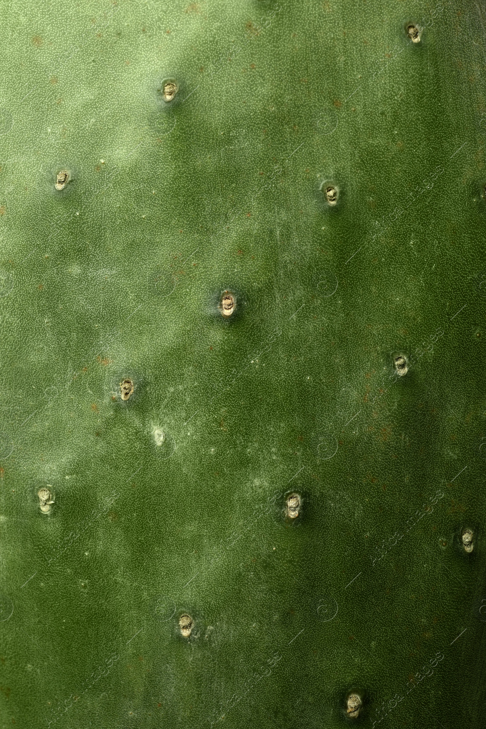 Photo of Closeup view of beautiful cactus as background. Tropical plant