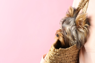 Adorable Yorkshire terrier in wicker bag on pink background, space for text. Cute dog