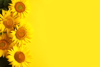 Beautiful bright sunflowers on yellow background, flat lay. Space for text