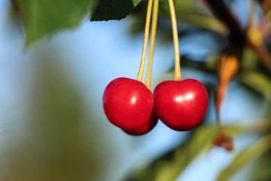 Photo of Closeup view of cherry tree with ripe red berries outdoors on sunny day