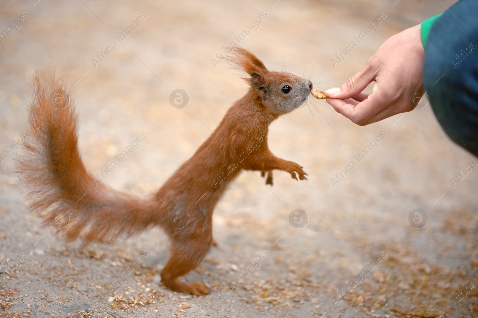 Photo of Woman giving walnut to cute squirrel outdoors, closeup