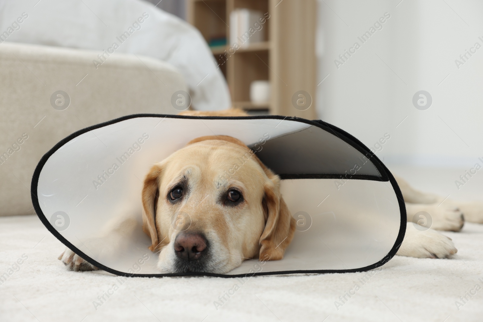 Photo of Sad Labrador Retriever with protective cone collar lying on floor in room