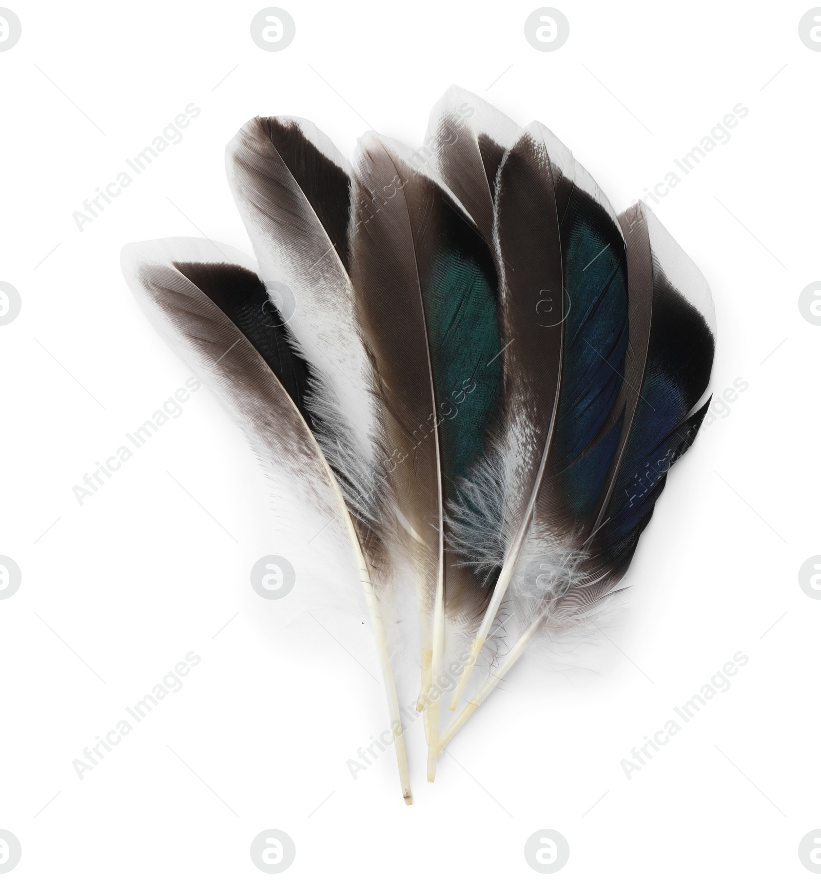 Photo of Many beautiful bird feathers isolated on white, top view