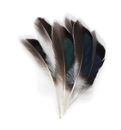 Photo of Many beautiful bird feathers isolated on white, top view