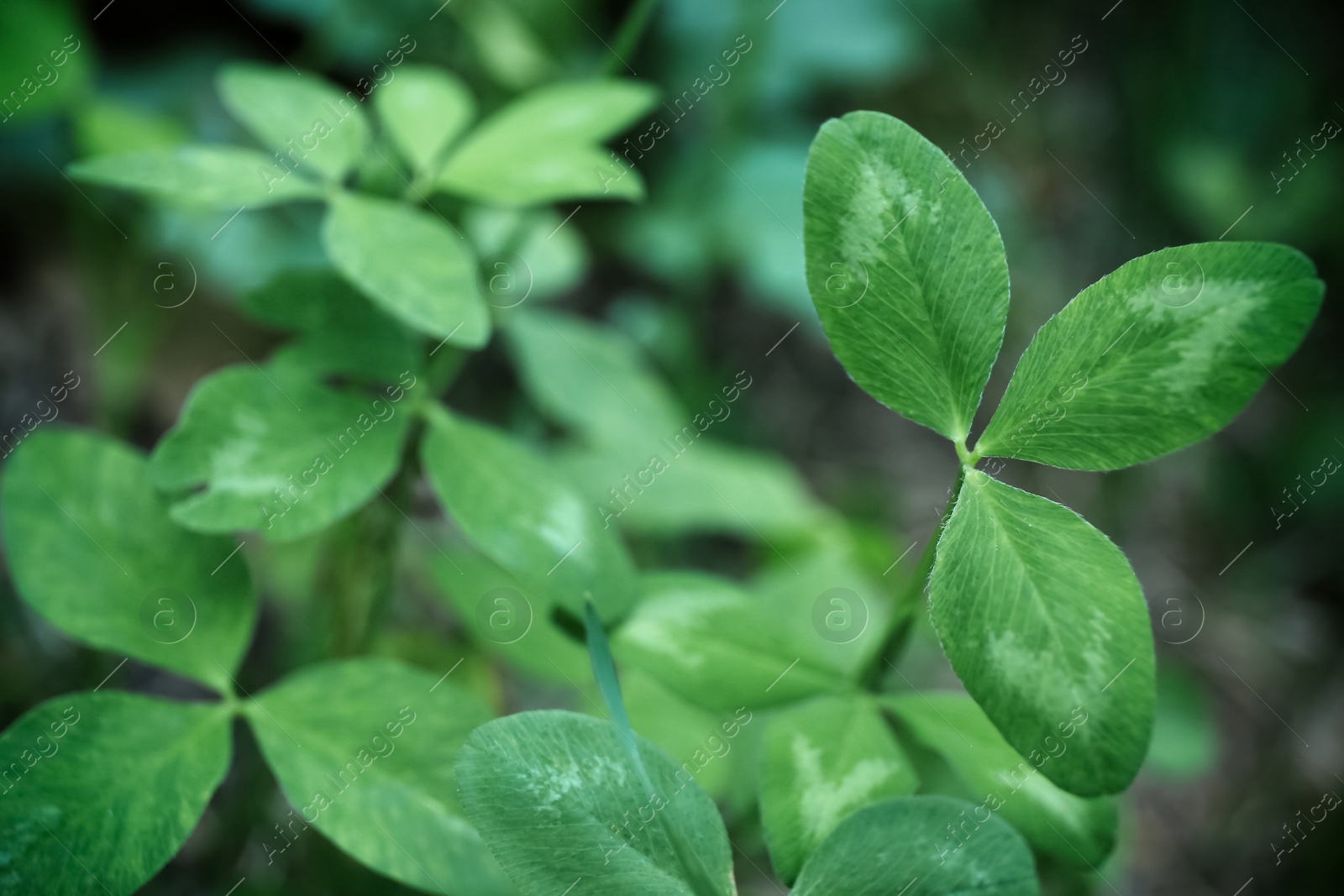 Photo of Beautiful clover plant with green leaves growing outdoors, closeup