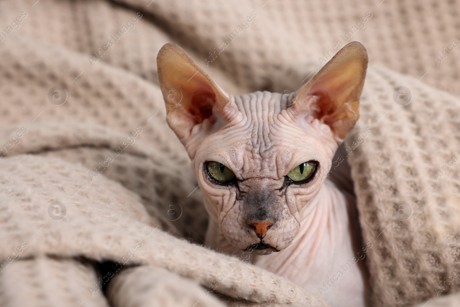 Photo of Beautiful Sphynx cat wrapped in soft blanket at home, closeup. Lovely pet