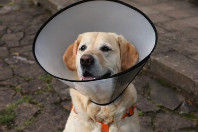 Adorable Labrador Retriever dog wearing Elizabethan collar outdoors, closeup