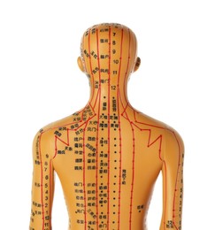 Photo of Acupuncture model. Mannequin with dots and lines isolated on white, back view