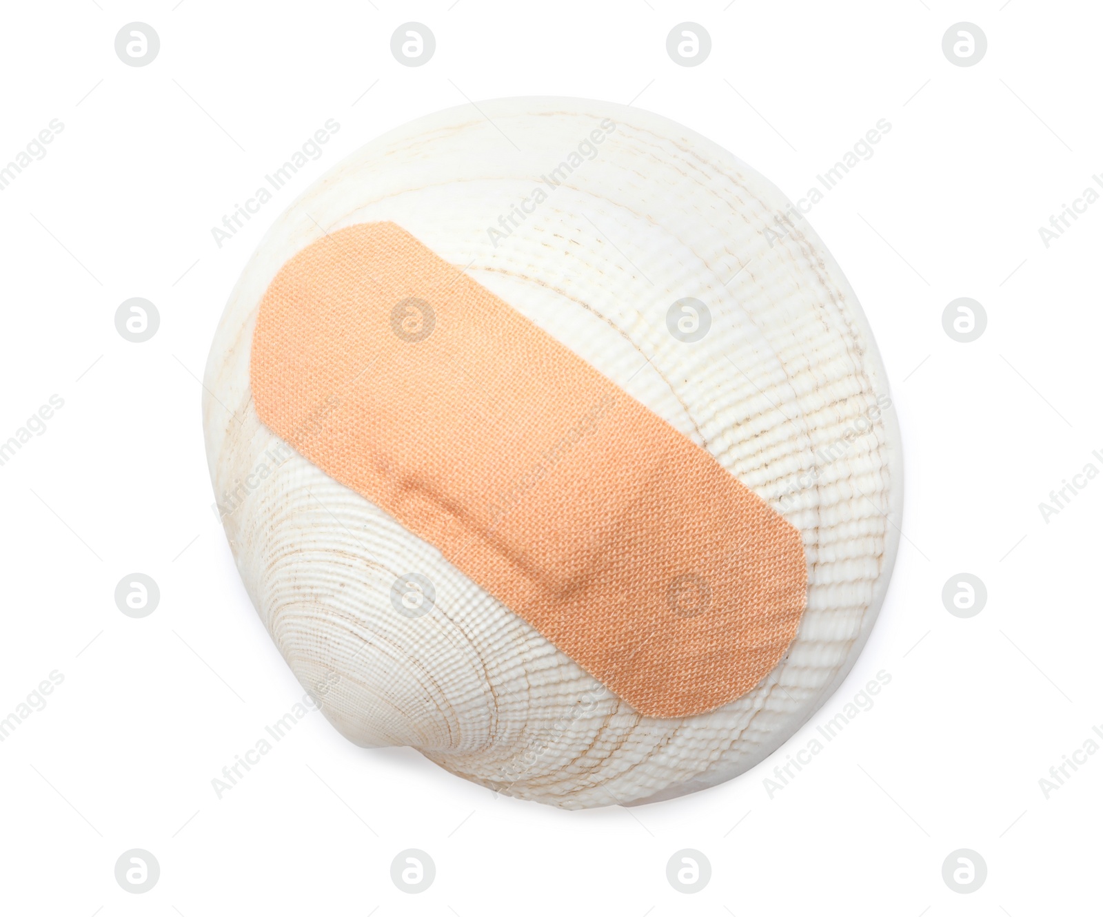 Photo of Shell with sticking plaster isolated on white, top view