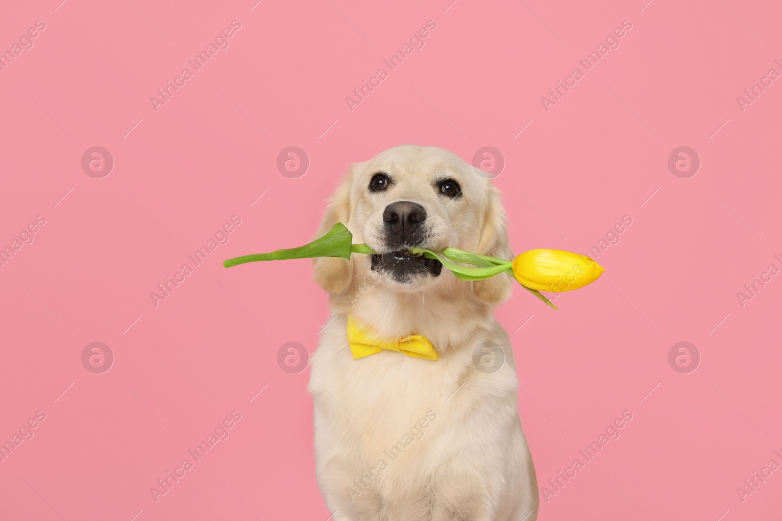 Photo of Cute Labrador Retriever dog holding yellow tulip flower on pink background