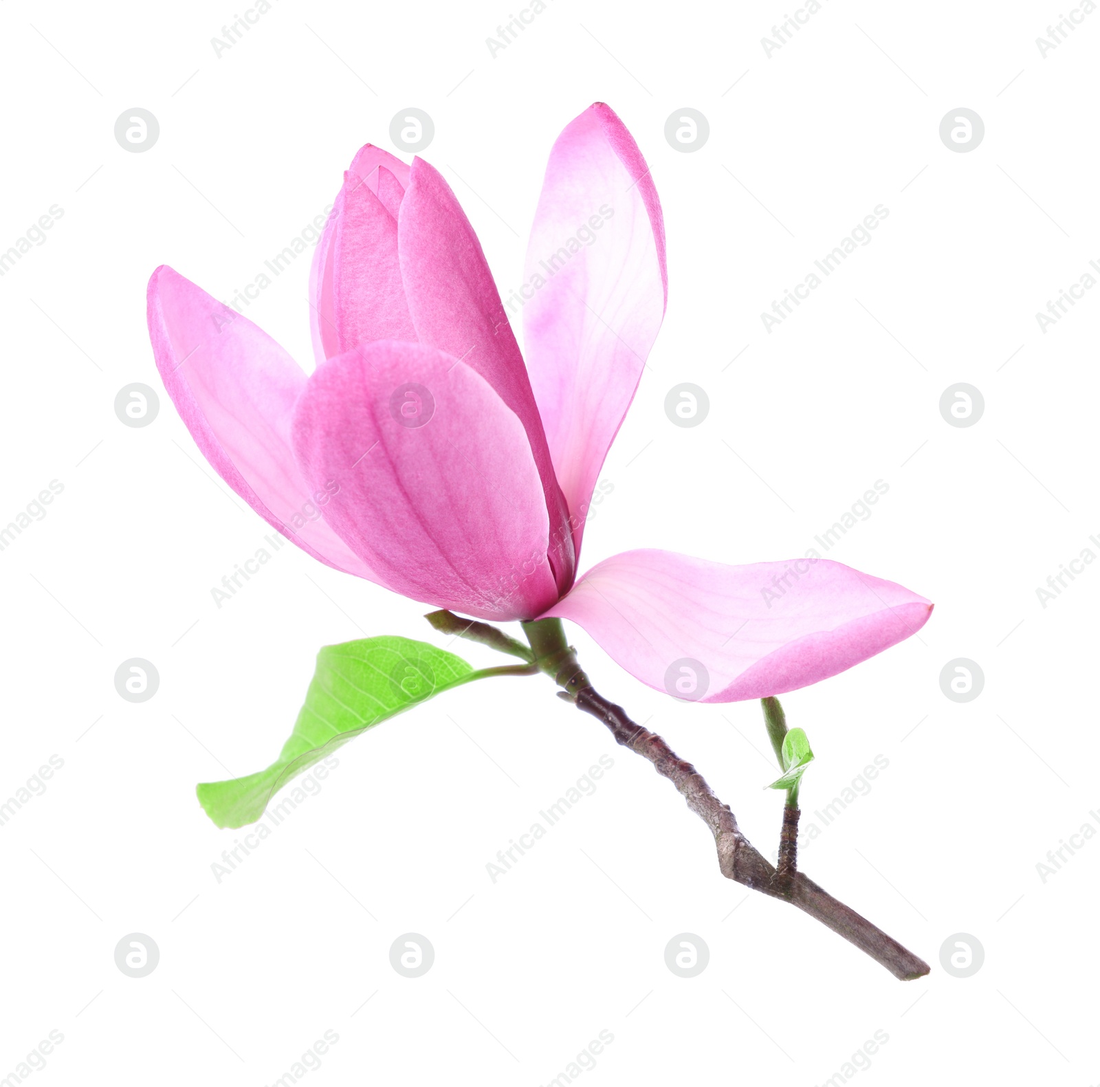 Photo of Beautiful pink magnolia flower isolated on white