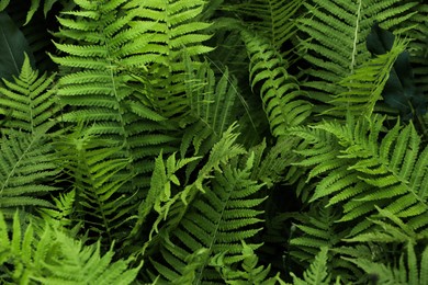 Beautiful fern with lush green leaves growing outdoors