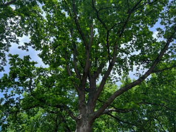 Photo of Beautiful tree with green leaves against blue sky, low angle view