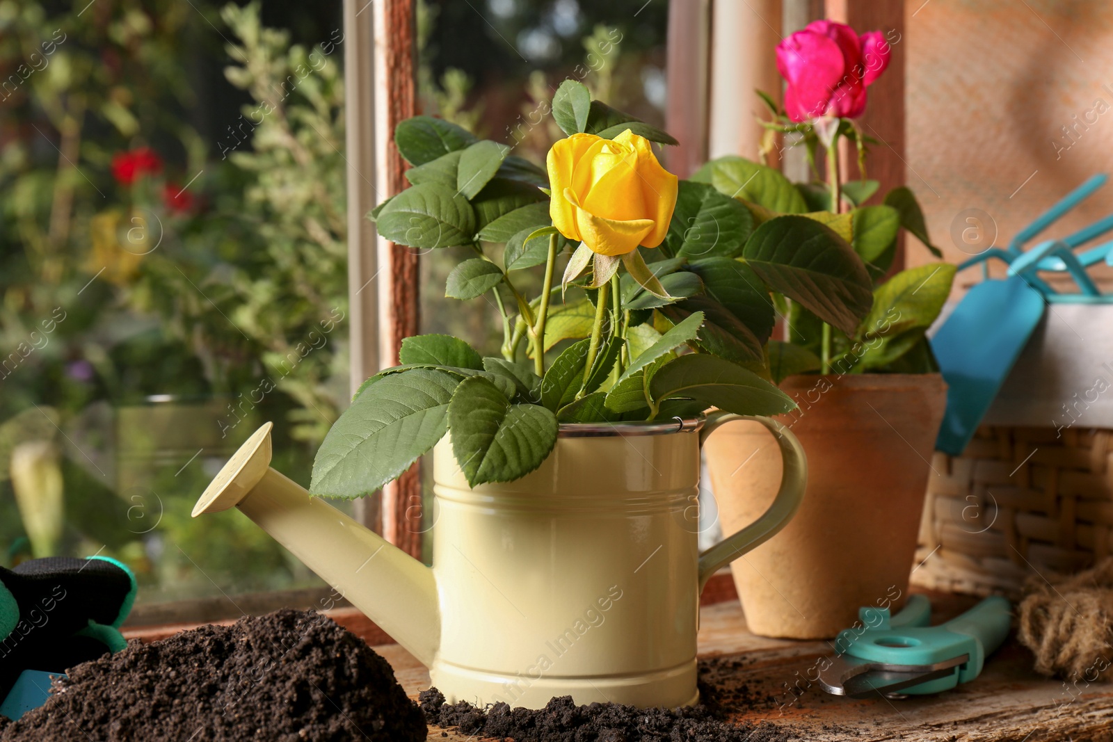 Photo of Watering cans with beautiful roses on wooden windowsill