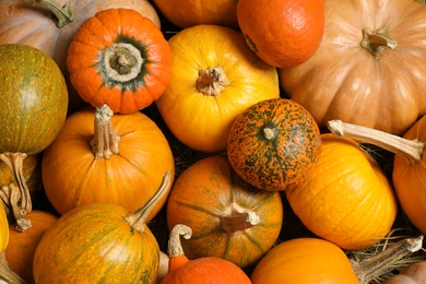 Photo of Many fresh ripe pumpkins as background, top view. Holiday decoration