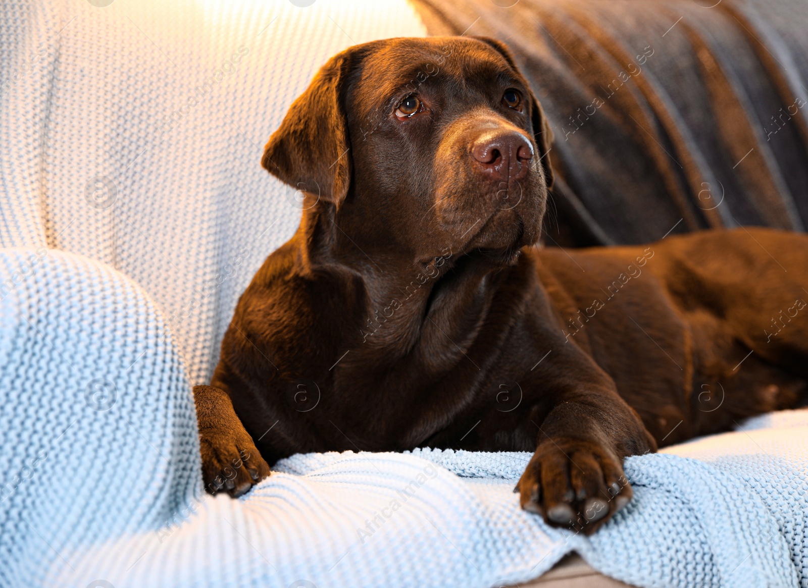 Photo of Cute chocolate Labrador retriever lying on couch at home. Warm and cozy winter