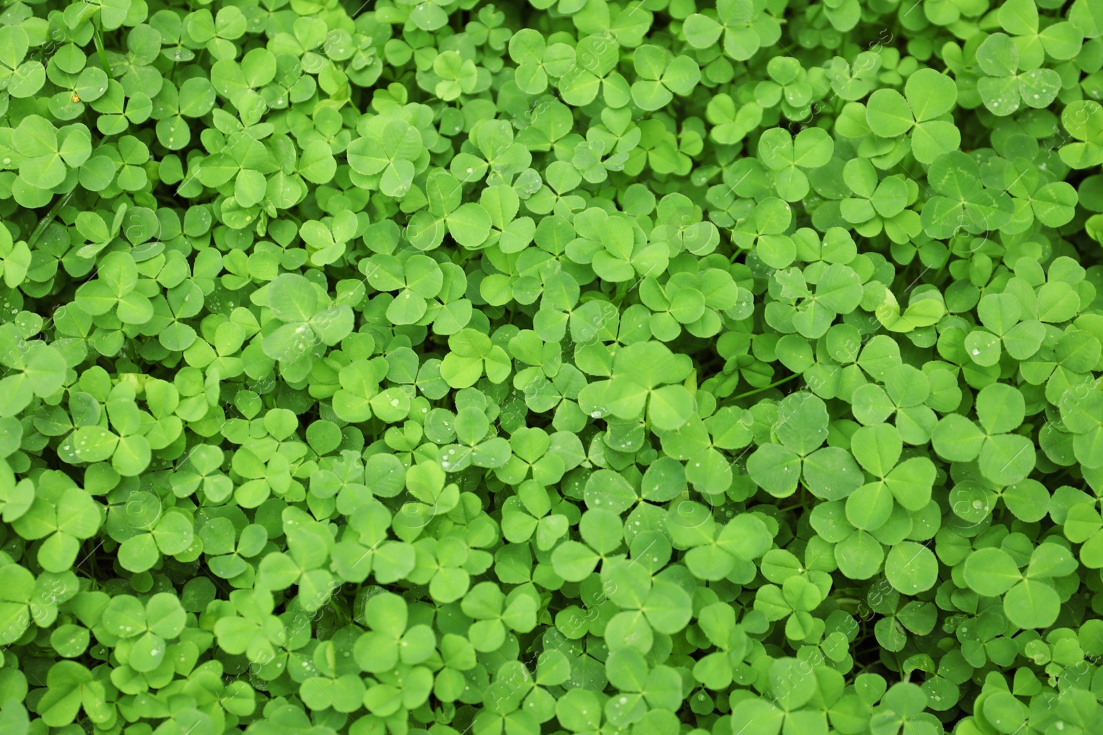 Photo of Green clover leaves as background