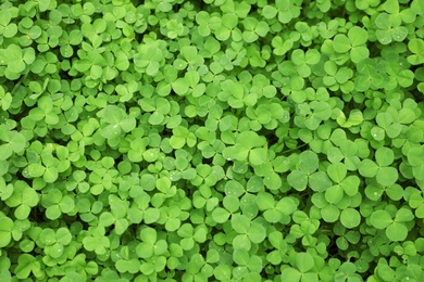 Photo of Green clover leaves as background