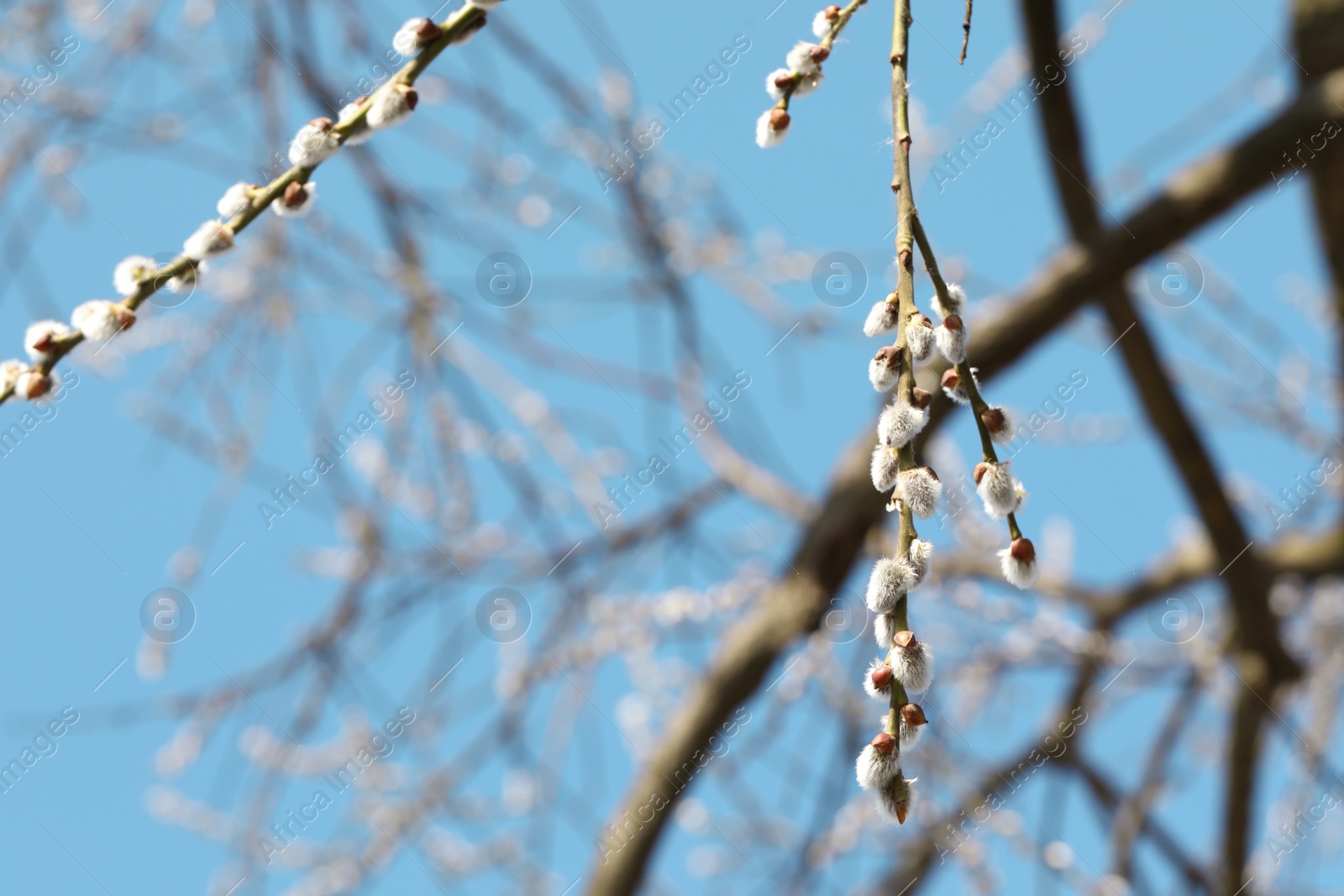 Photo of Beautiful pussy willow branches with flowering catkins against blue sky. Space for text