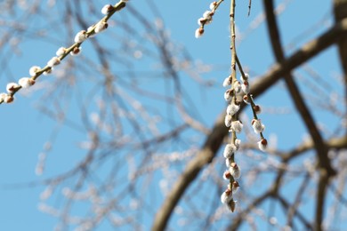 Beautiful pussy willow branches with flowering catkins against blue sky. Space for text