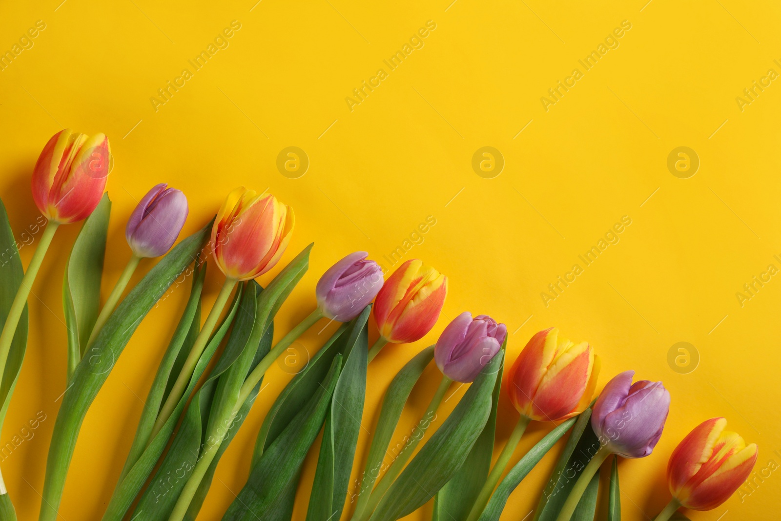 Photo of Many beautiful tulips on yellow background, flat lay. Space for text