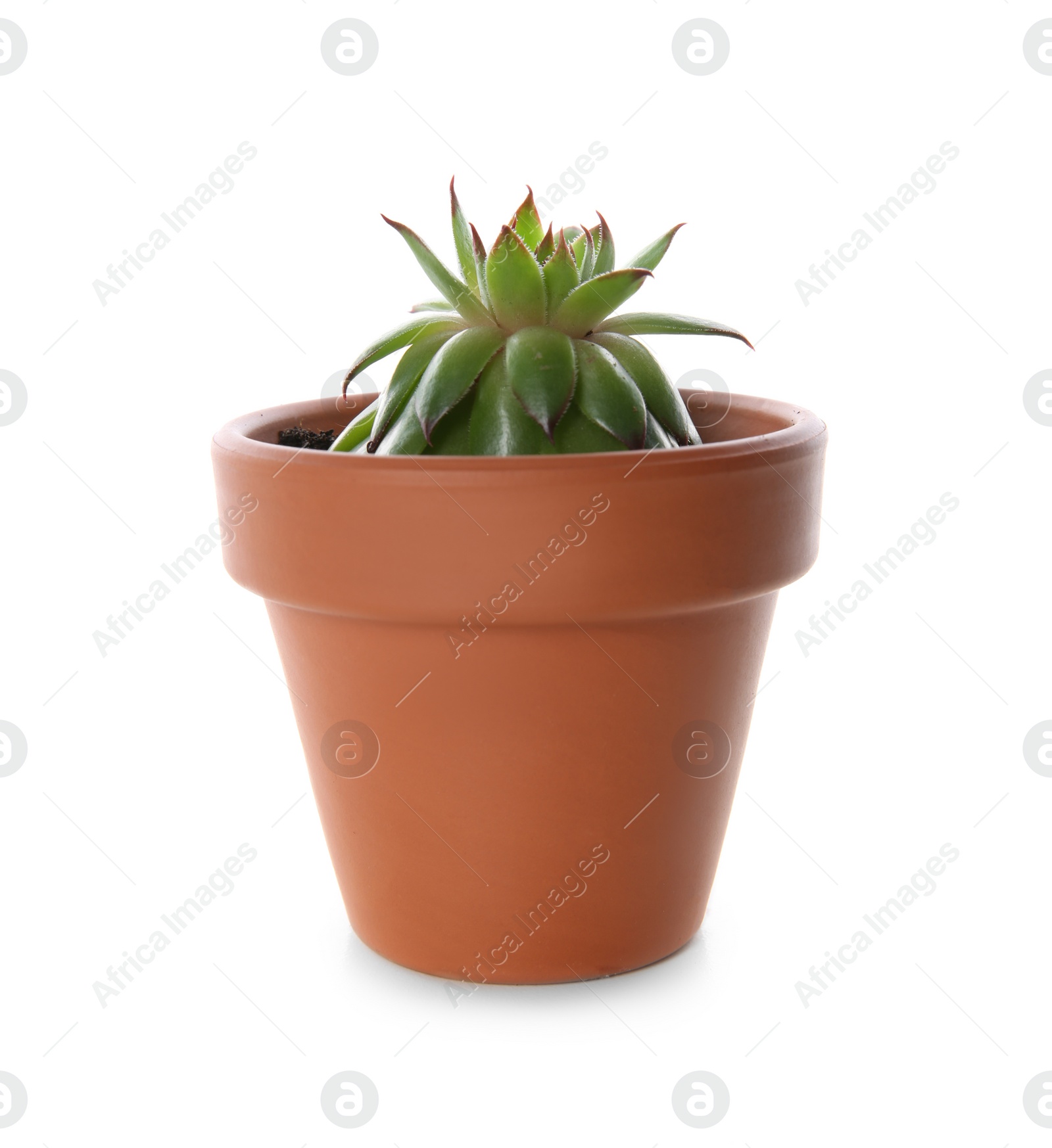 Photo of Beautiful potted echeveria isolated on white. Succulent plant