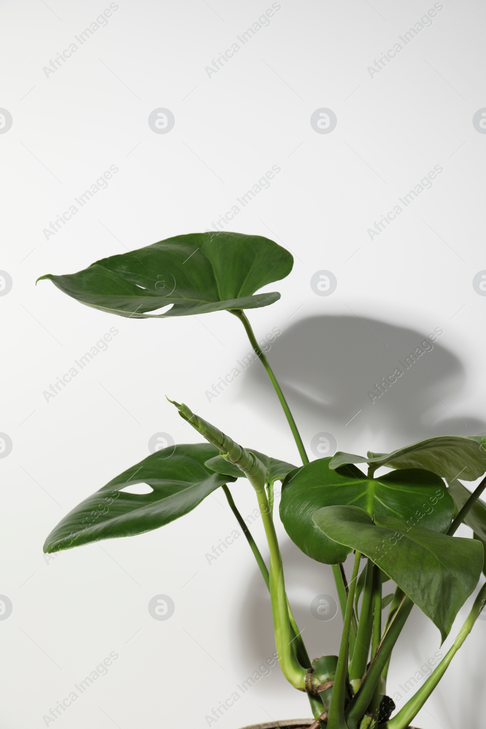 Photo of Beautiful monstera near white wall. Leafy houseplant