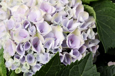 Photo of Beautiful hortensia plant with light flowers, closeup