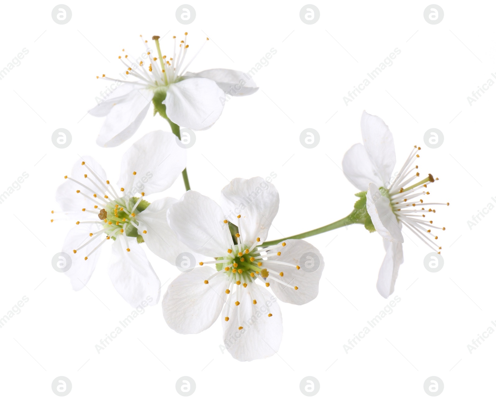 Photo of Beautiful spring tree blossoms isolated on white